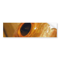 Gold Snapper Eye Bumper Stickers