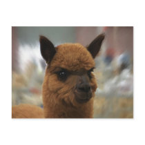 Golden Alpaca postcards by Cazzies_Creations Golden Alpaca postcards