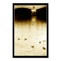 Golden Alster posters by angelcurls Golden Alster posters