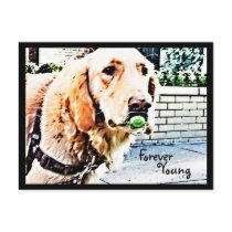 Golden and the Pacifier ("Forever Young") Postcard