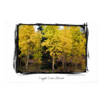 Golden Aspen, Cripple Creek, Colorado Poster posters