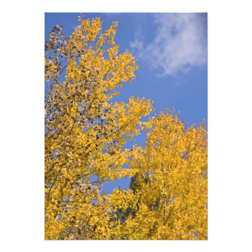 Golden Aspen in Autumn Personalized Invite