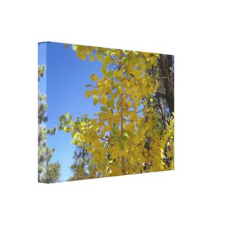Golden Aspen Leaves Wrapped Canvas wrappedcanvas