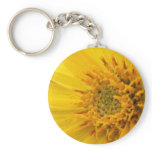 golden, aster, chrysopsis, villosa, yellow,