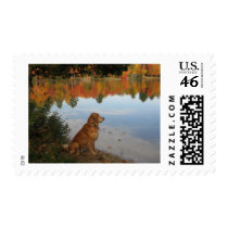 Golden Autumn at the Lake Postage