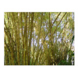 Golden Bamboo Postcard