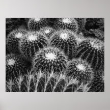 GOLDEN BARREL CACTI of MEXICO Posters