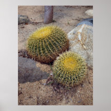 Golden Barrel Cacti Poster