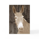 postcard - Original photograph at Mule Day, Columbia, Tennessee