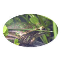 Golden Bell Frog Oval Sticker