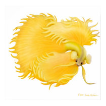 Golden Betta Fish Poster posters by twopurringcats Golden Betta Fish Poster posters