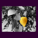 Golden Birch - Fine Art Photography Prints