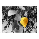 Golden Birch - Fine Art Photography Prints