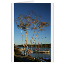 Golden Birch with ship Greeting Cards