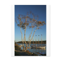 Golden Birch with ship Post Cards