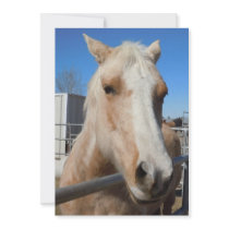 Golden Blond Palomino Pony - Horse Lover Invitation
