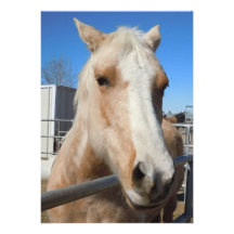 Golden Blond Palomino Pony - Horse Lover Invitation