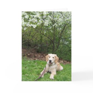 Golden Retriever dog by blossoming tree foliage flora in Central Park in New York City NYC in spring greeting card