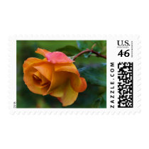 Golden Blush postage
