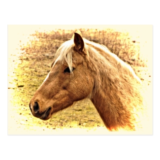 Golden Brown Horse in Sun Postcard