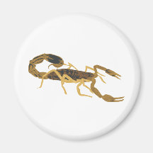 Golden Brown Scorpion Refrigerator Magnets