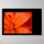 Golden Bug & Orange Flower posters