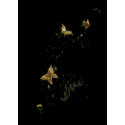 Golden Butterflies card