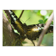 Golden Butterfly Greeting Card