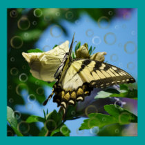 Golden Butterfly posters