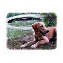 Golden by Bow Bridge in Central Park Postcard