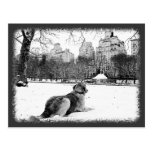 Golden by Conservatory Water-Central Park Postcard