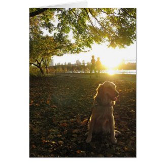 Golden Retriever dog by The Reservoir in Central Park in New York City NYC at sunset greeting card
