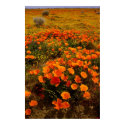 Golden California Poppies posters by davecardinal Golden California Poppies posters
