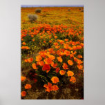 Golden California Poppies posters