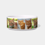 Golden cat love_ cat food bowls