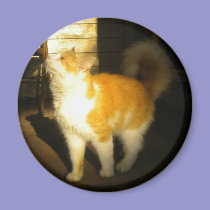 Golden Cat Magnet magnets