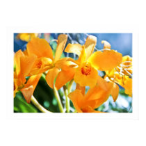 Golden Cattleya Posters