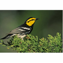 Golden-Cheeked Warbler photo sculptures