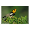 Golden-Cheeked Warbler posters by gwester Golden-Cheeked Warbler posters