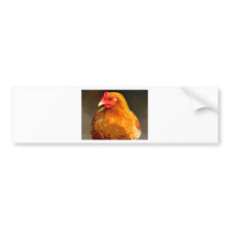 Golden Chicken Sticker bumper stickers by Farmyard_Designs Golden Chicken Sticker bumper stickers