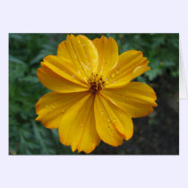 Golden Cosmos cards