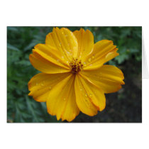 Golden Cosmos cards