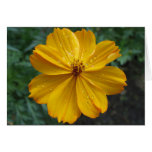 Golden Cosmos Greeting Card