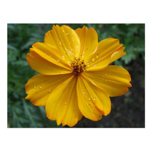 Golden Cosmos Post Card