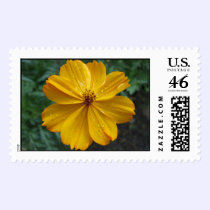 Golden Cosmos postage
