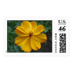 Golden Cosmos postage