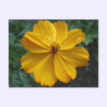 Golden Cosmos postcards