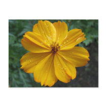 Golden Cosmos postcards