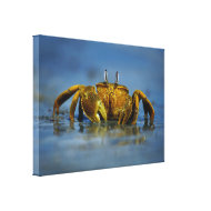 Golden Crab by the Sea wrappedcanvas