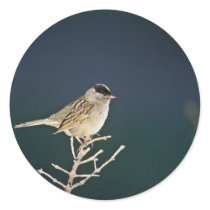 Golden-crowned Sparrow Round Stickers
